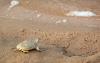 turtle in chambal santuary