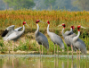 sarus crane