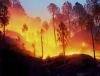 himachal pradesh forest fire